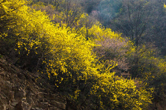 2015新乡南太行关山连翘花节开幕式将于3月15日在关山景区举行