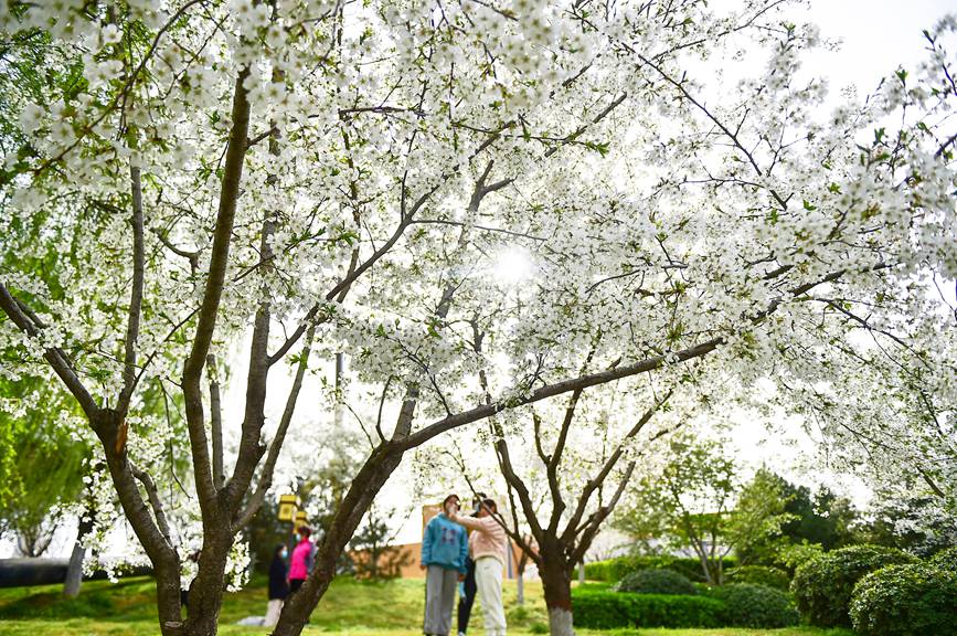 市民在河南洛阳市瀍河区朱樱塔景区欣赏盛开的樱花。黄政伟摄