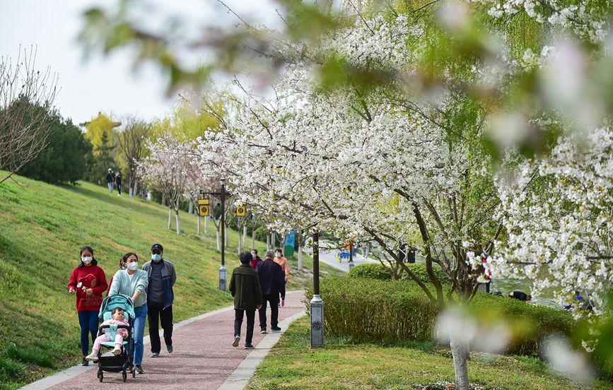 市民在河南洛阳市瀍河区朱樱塔景区欣赏盛开的樱花。 黄政伟摄