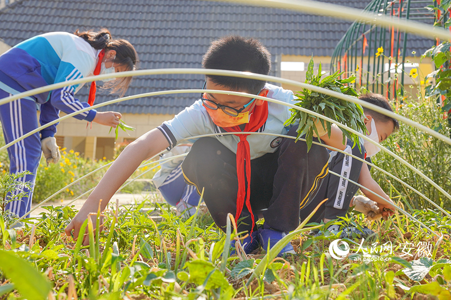 学生正在进行除草作业。人民网 陈若天摄