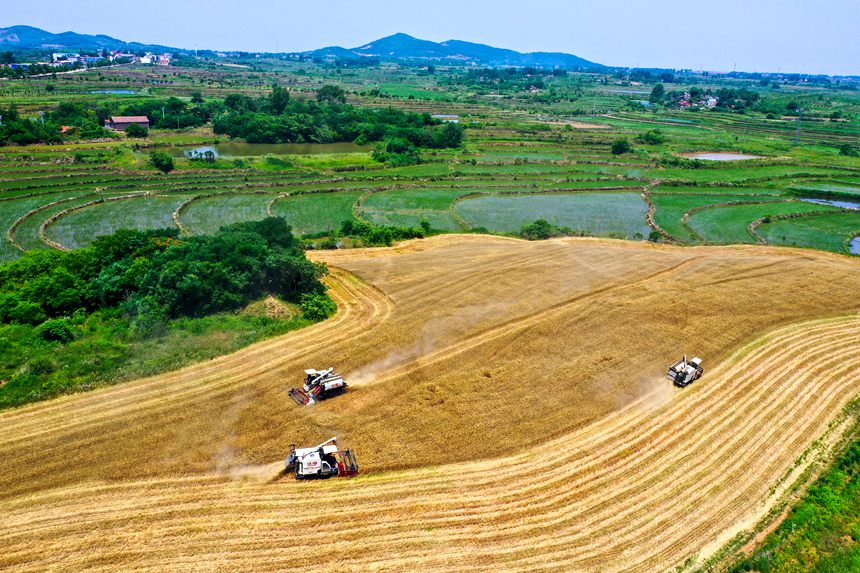 河南省信阳市光山县小麦主产区，收割机正在田间忙碌作业。谢万柏摄 