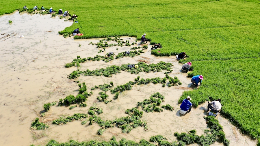 无人机拍摄农户拔秧苗准备移栽。徐红梅摄